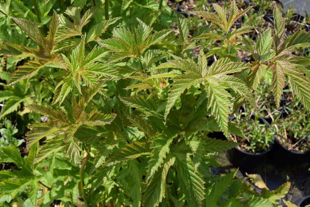 Filipendula rubra 'Venusta' ---